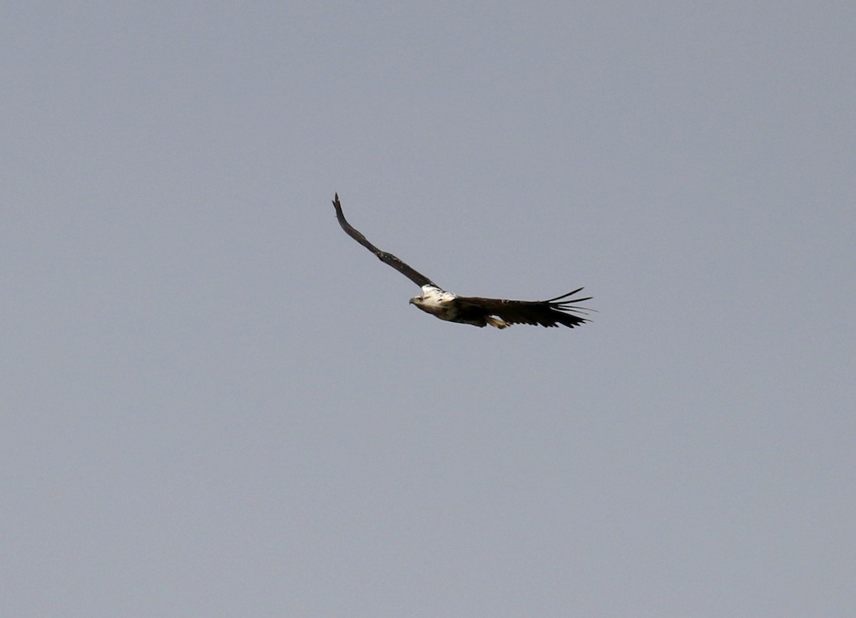 African Fish-Eagle - ML182476871