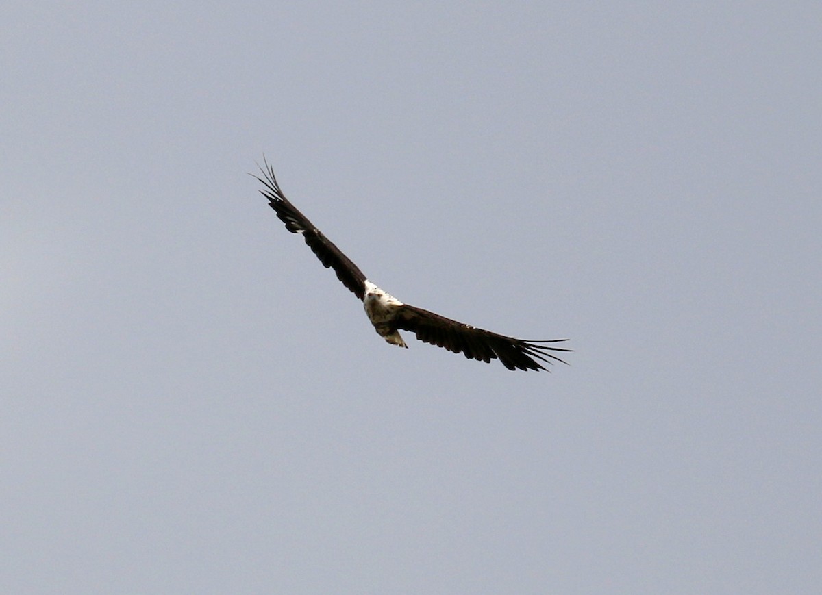 African Fish-Eagle - ML182476881