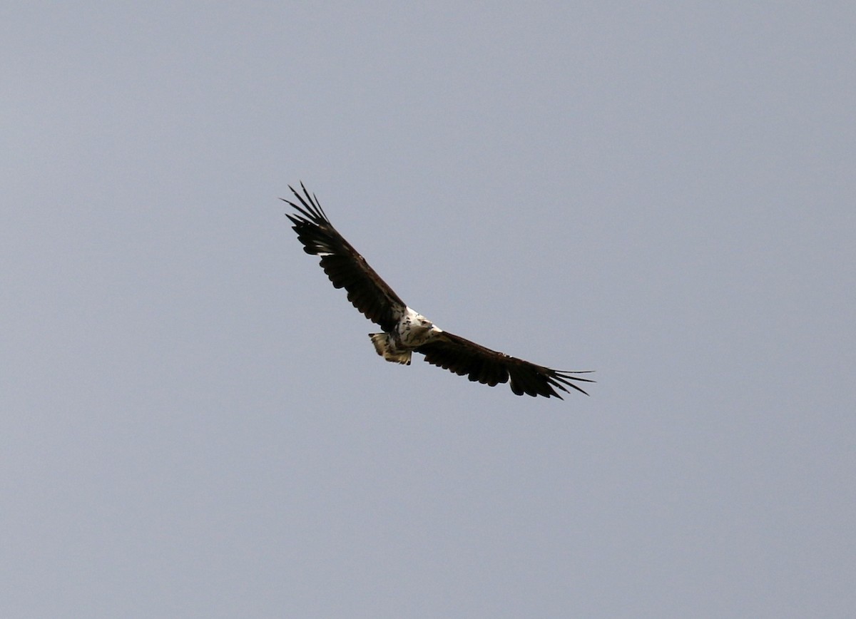 African Fish-Eagle - ML182476891