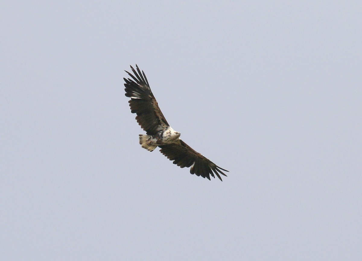 African Fish-Eagle - ML182476901