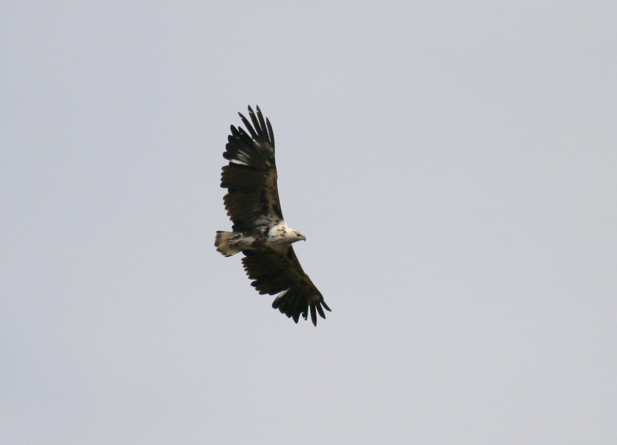African Fish-Eagle - ML182476931