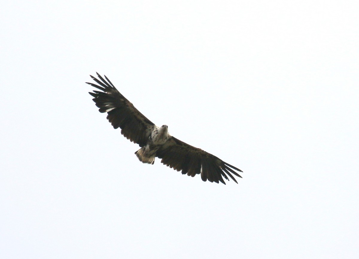 African Fish-Eagle - ML182476981
