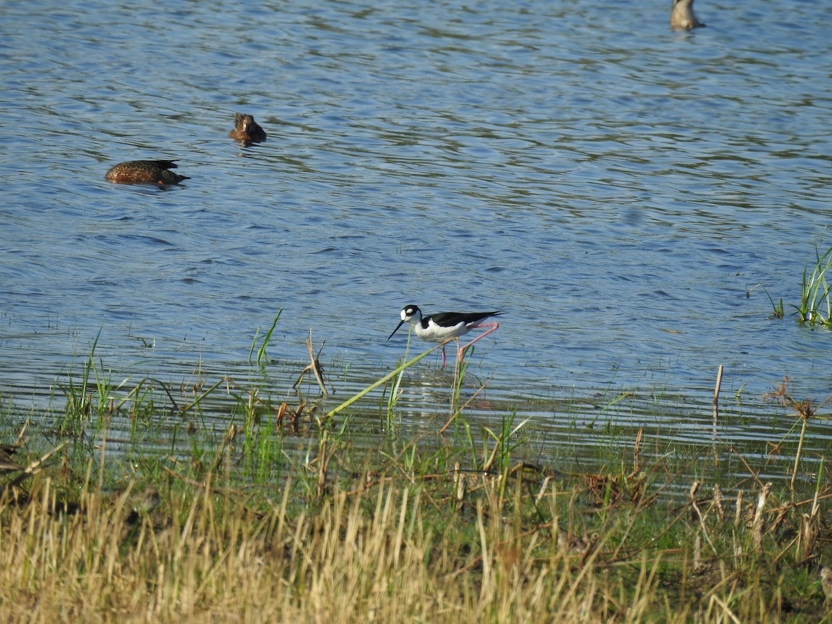 Schwarznacken-Stelzenläufer - ML182478311