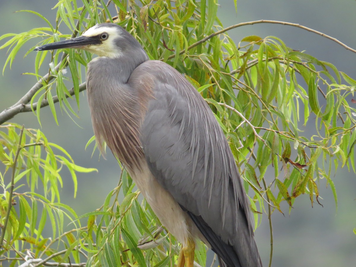 White-faced Heron - Ken Orich