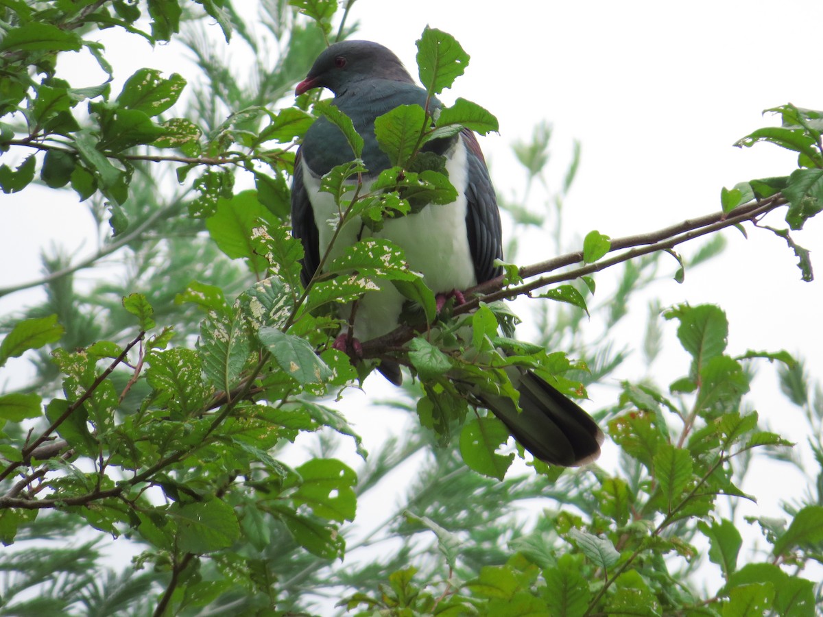 New Zealand Pigeon - ML182479271