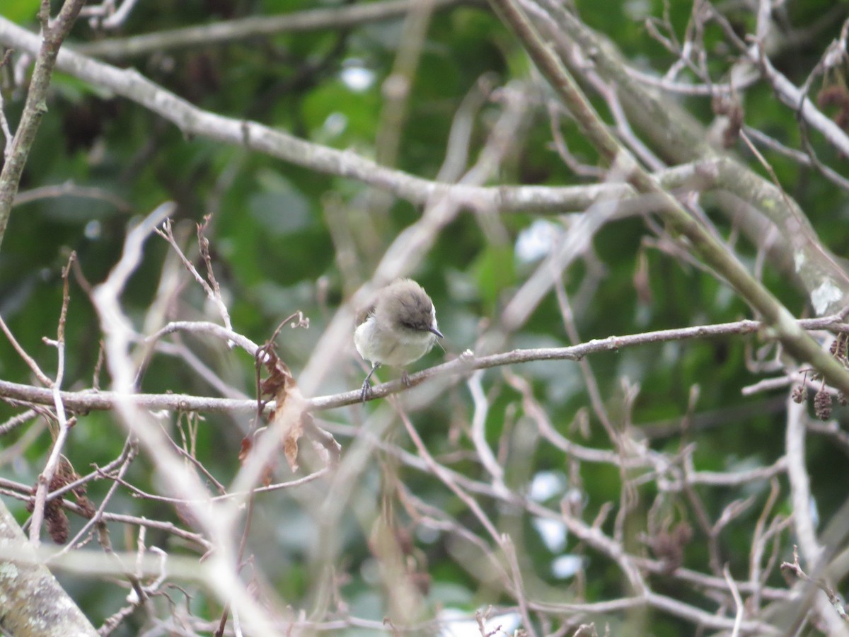 Gray Gerygone - Ken Orich