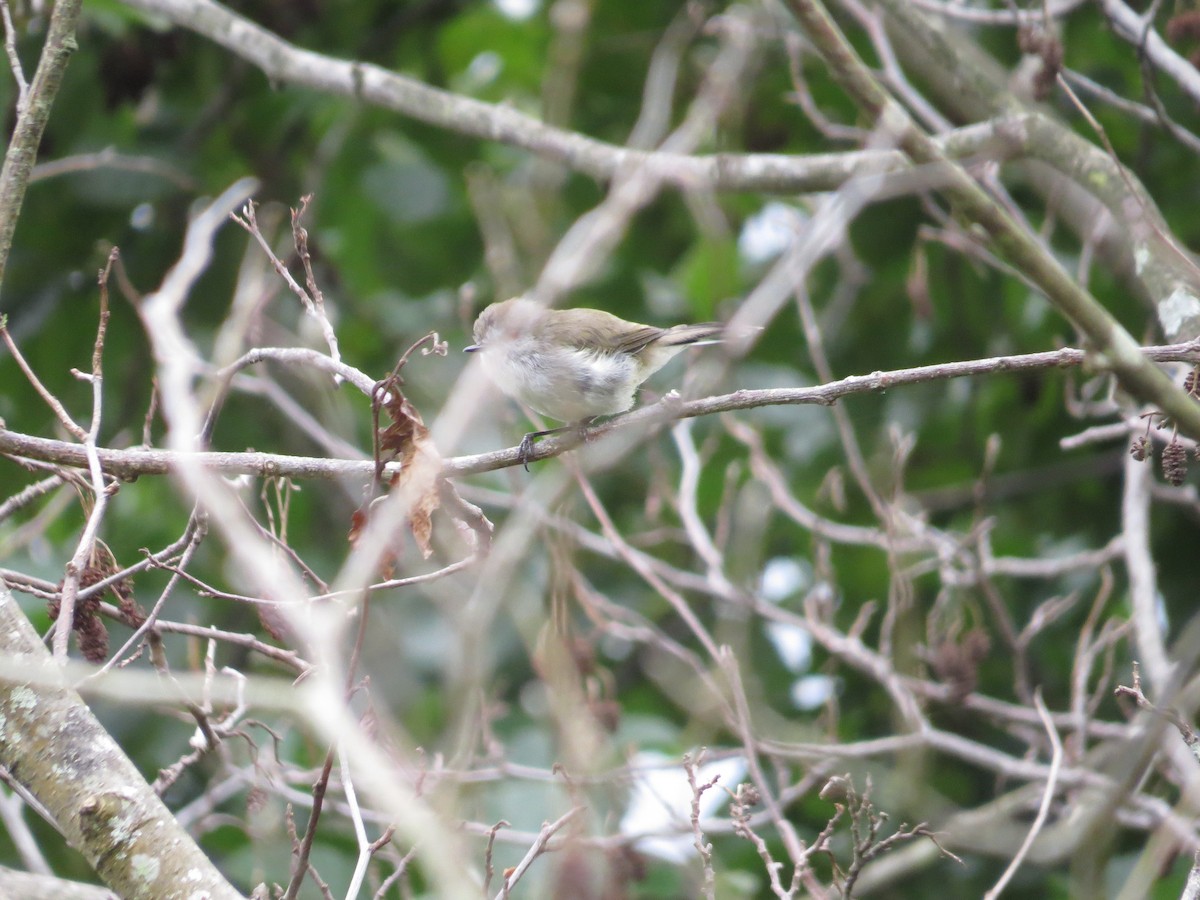 Gray Gerygone - ML182479721