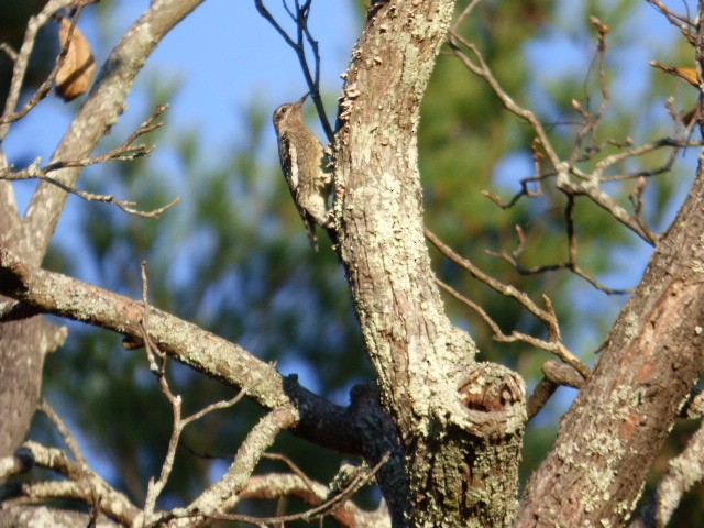 Yellow-bellied Sapsucker - ML182479861