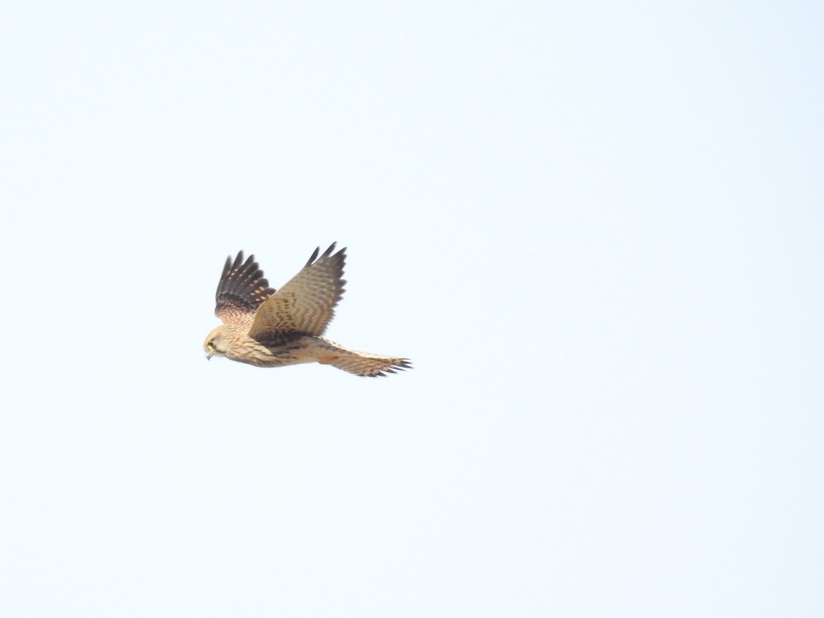 Eurasian Kestrel - ML182480311