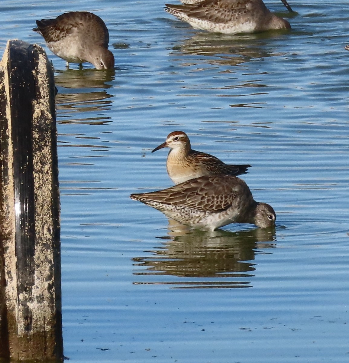 Spitzschwanz-Strandläufer - ML182481341