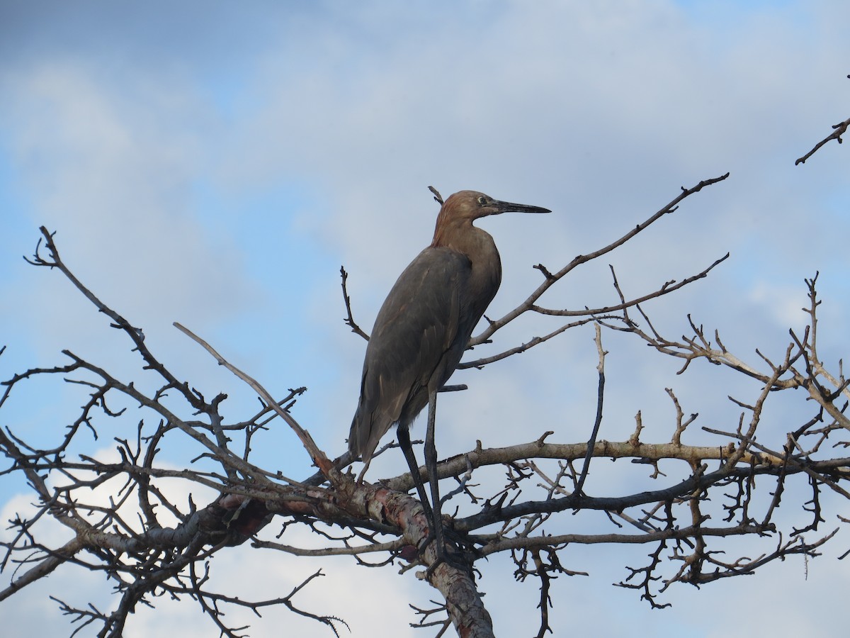 Little Blue Heron - ML182483141