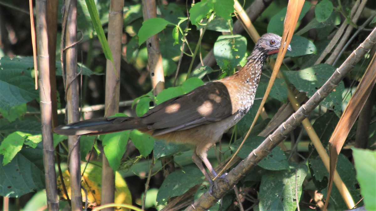 Speckled Chachalaca - Anonymous