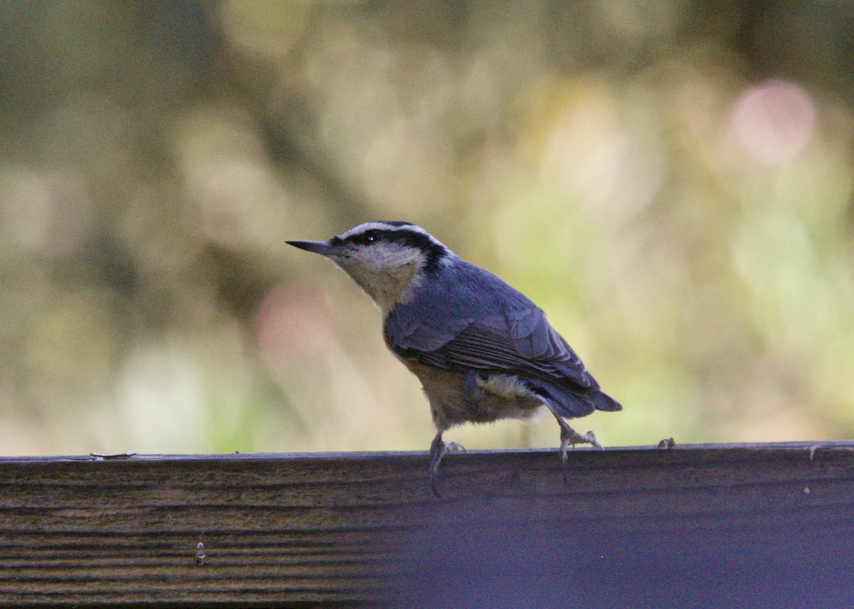 Red-breasted Nuthatch - Dave Bengston