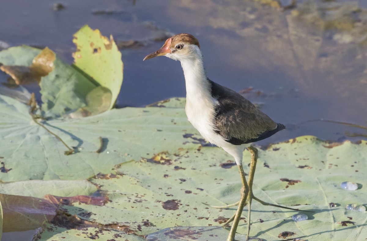 Comb-crested Jacana - Caleb Putnam