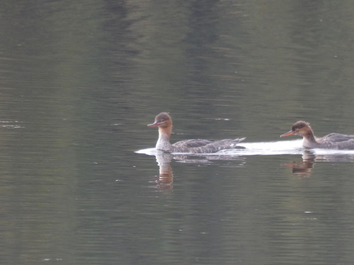 Common Merganser - ML182485051