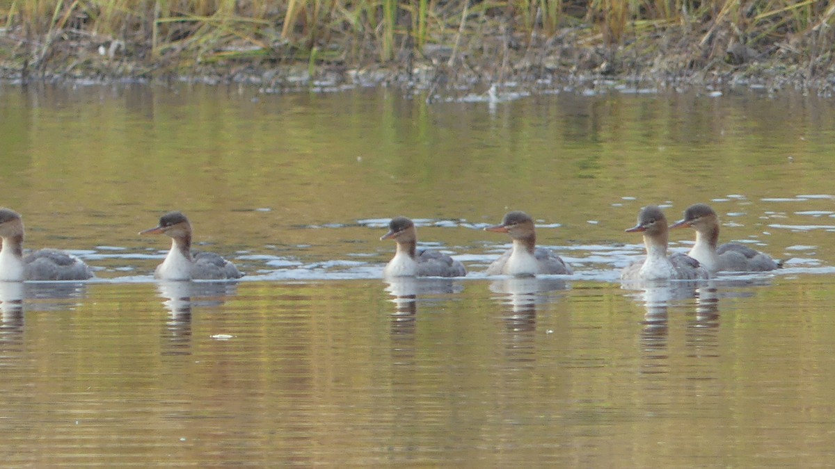 Common Merganser - ML182485061