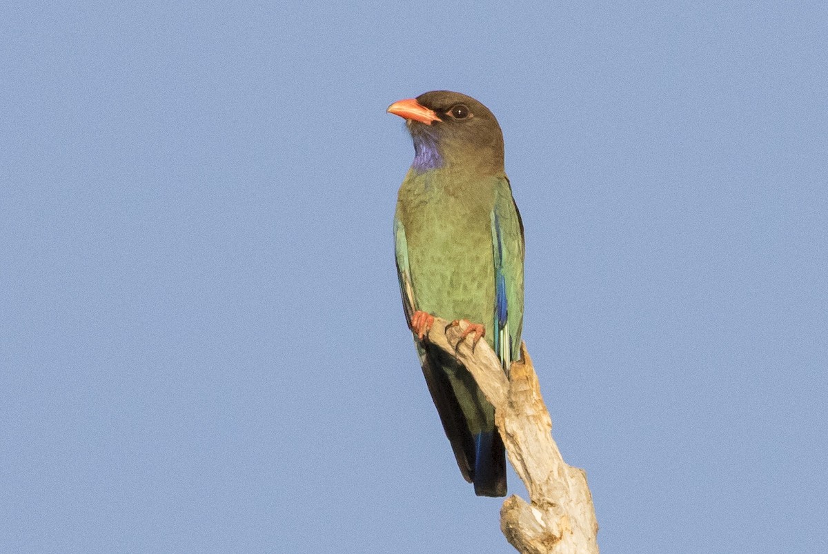 Dollarbird - ML182485241