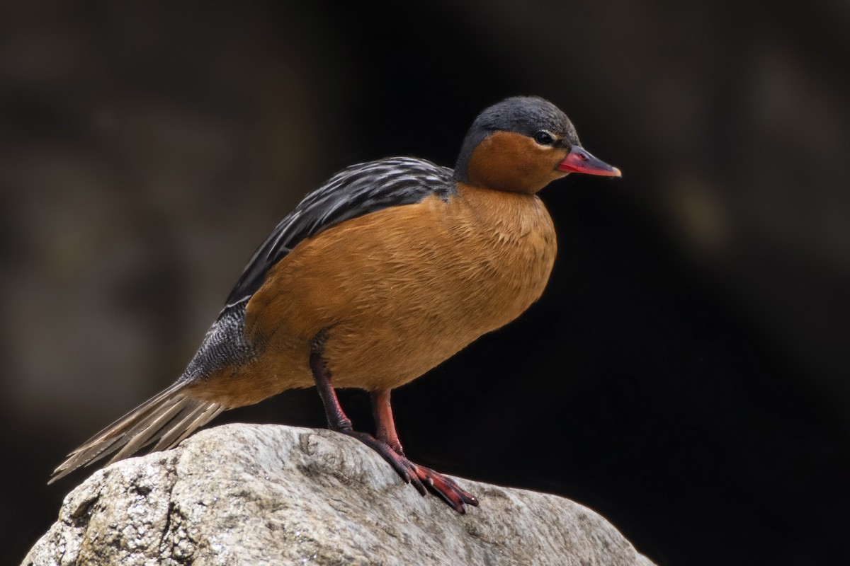 Torrent Duck - Jeff Maw