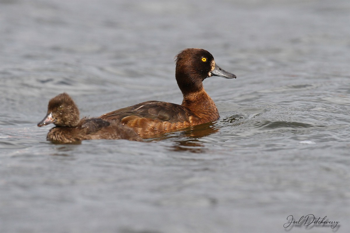 Tufted Duck - ML182486671