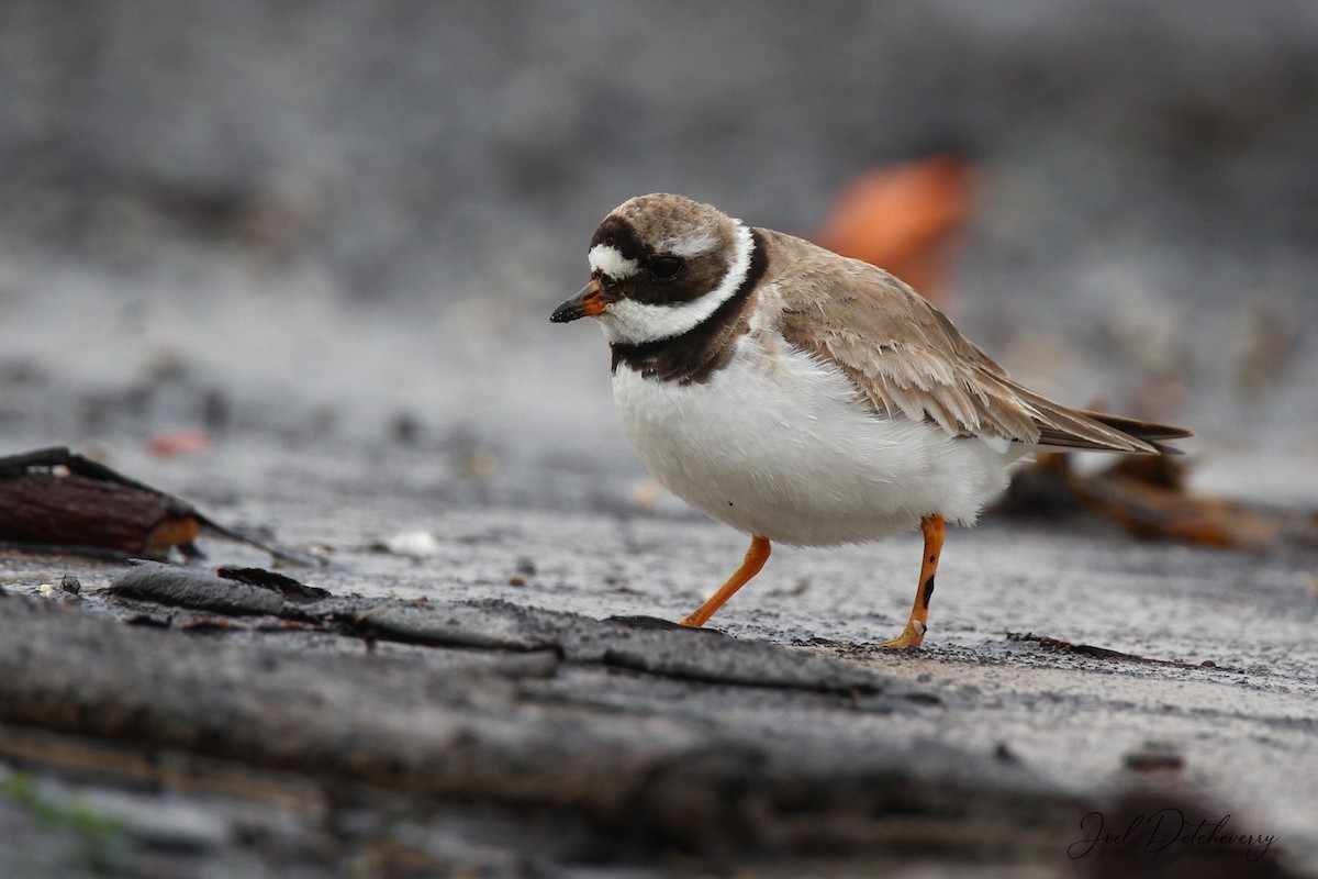 Common Ringed Plover - ML182486721