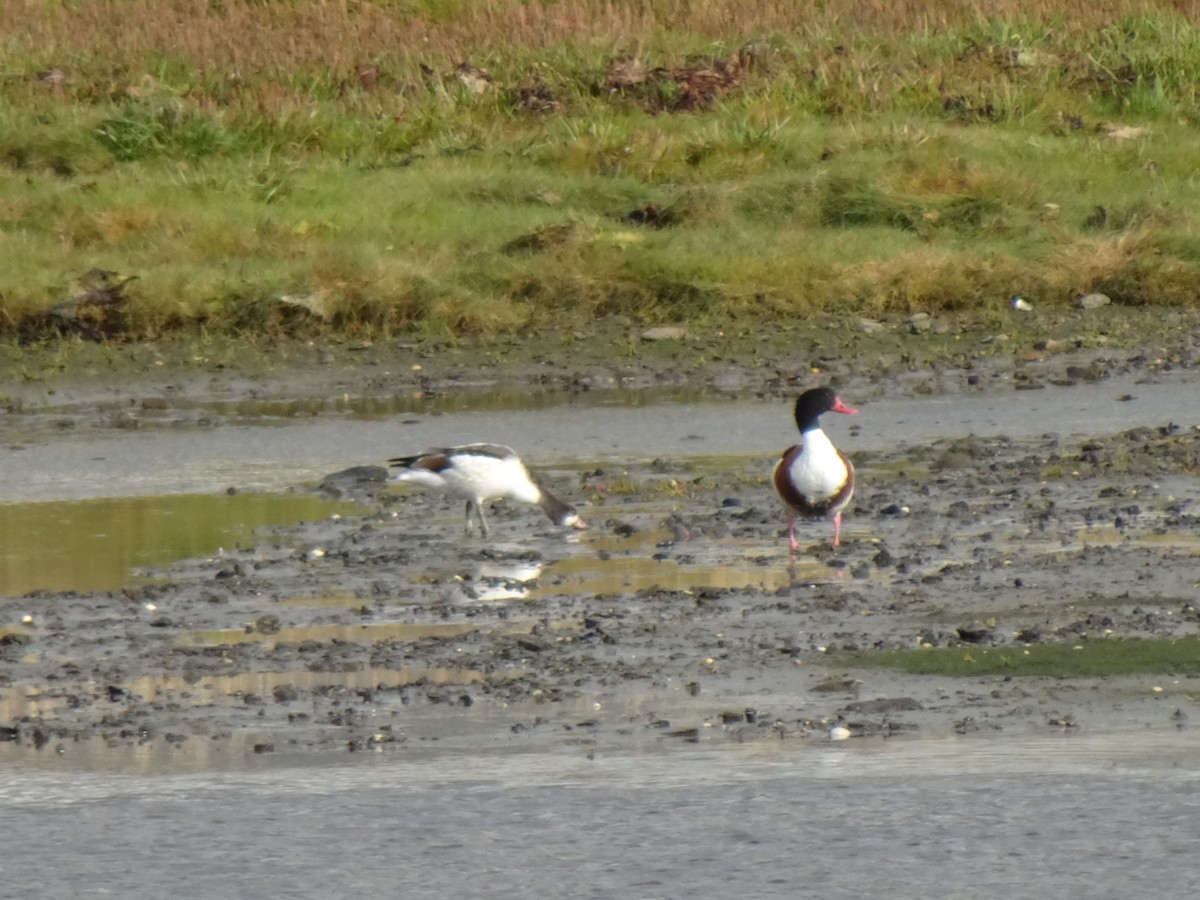 Common Shelduck - Julia Ray