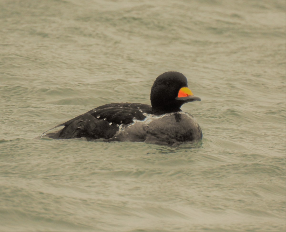 Black Scoter - Vincent Glasser