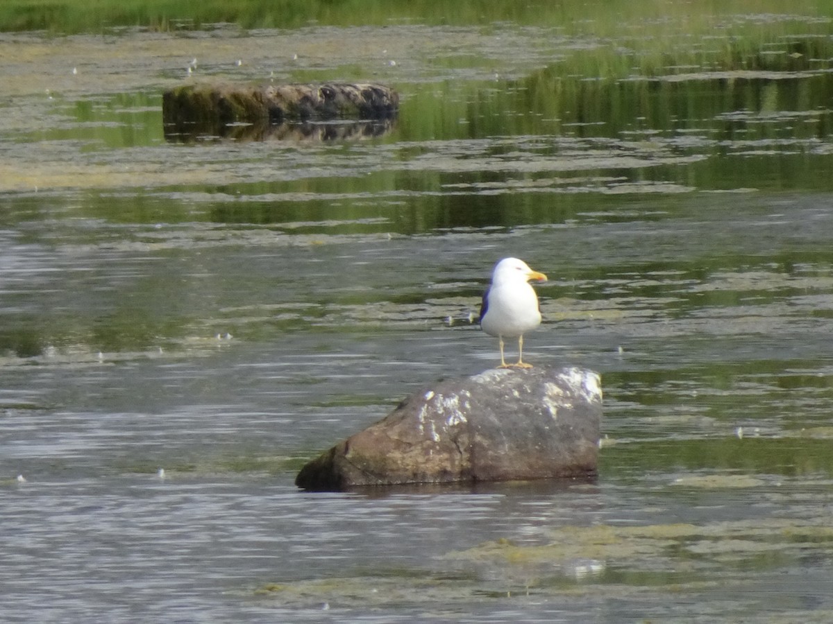 Lesser Black-backed Gull - Julia Ray