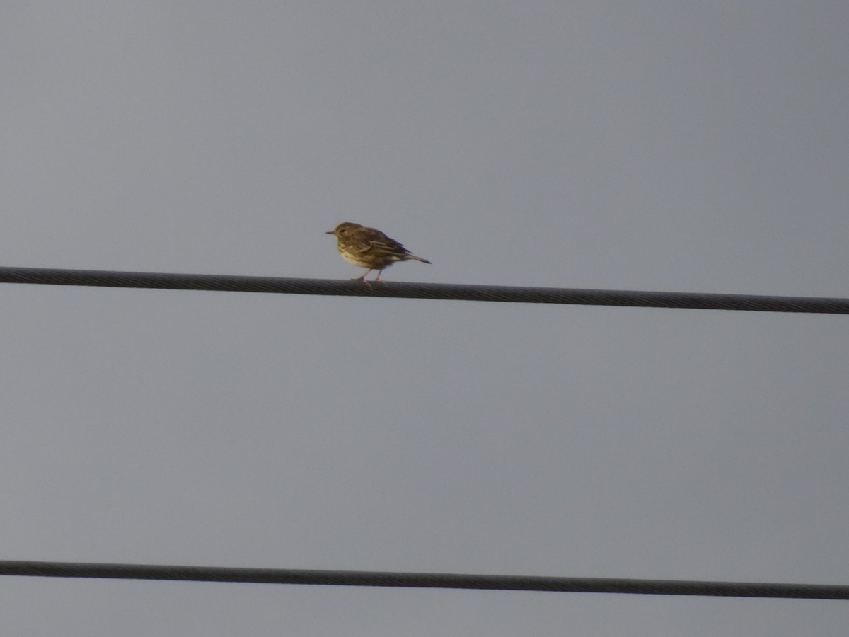 Meadow Pipit - ML182487851