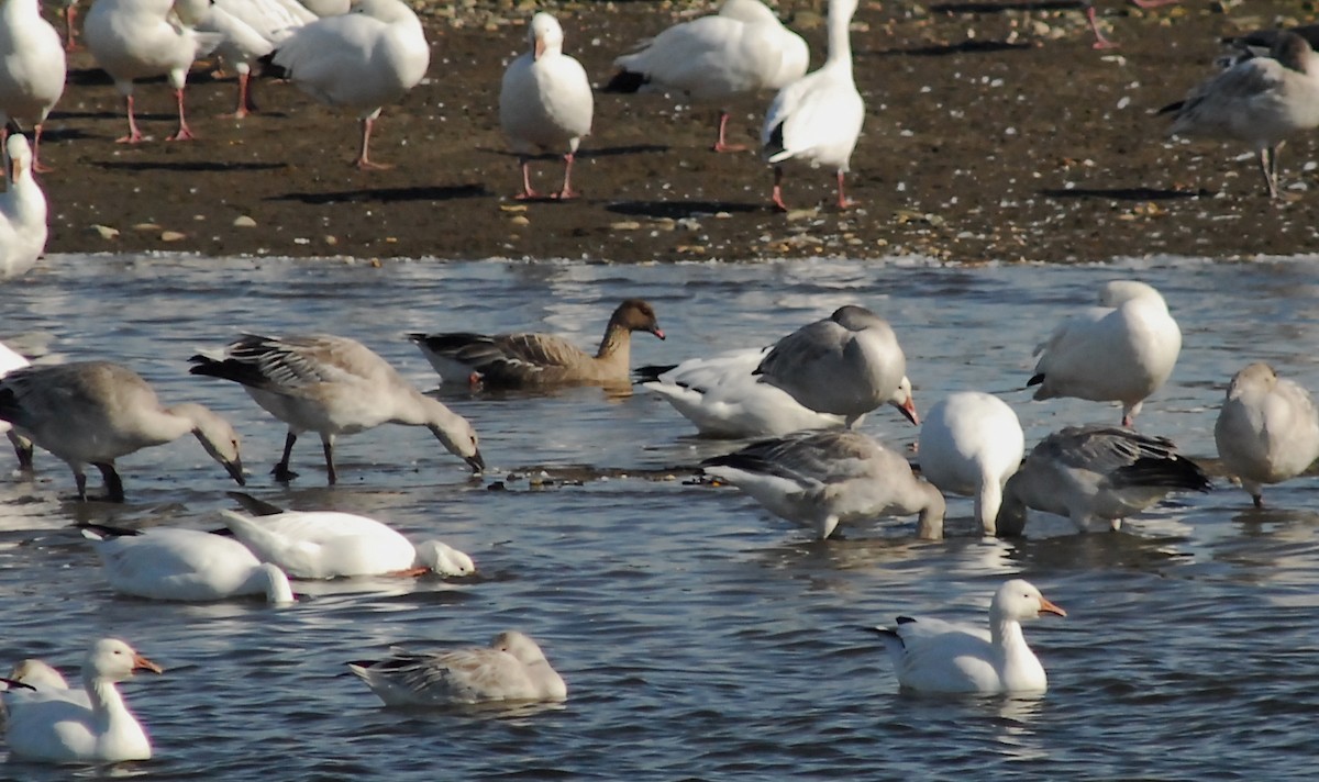 Pink-footed Goose - ML182488231