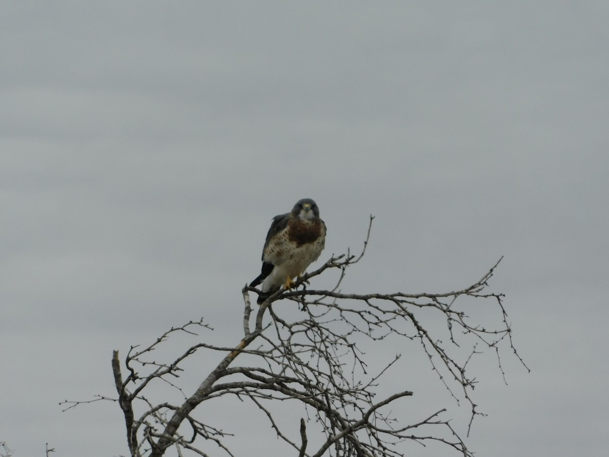 Swainson's Hawk - ML182488291