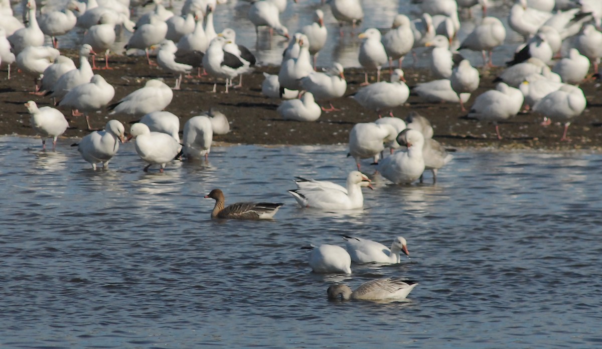 Pink-footed Goose - ML182488321