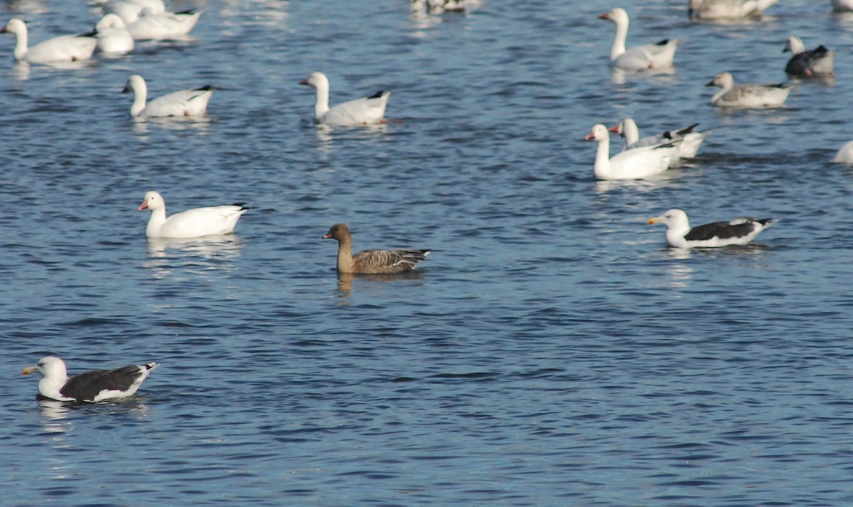 Pink-footed Goose - Denis Desjardins