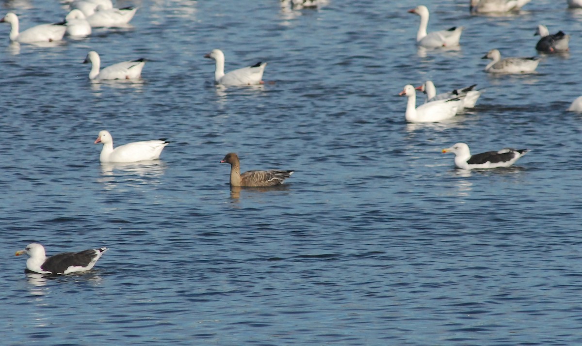 Pink-footed Goose - ML182488331