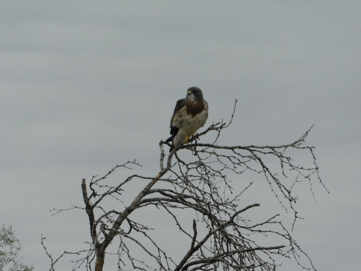 Swainson's Hawk - ML182488341