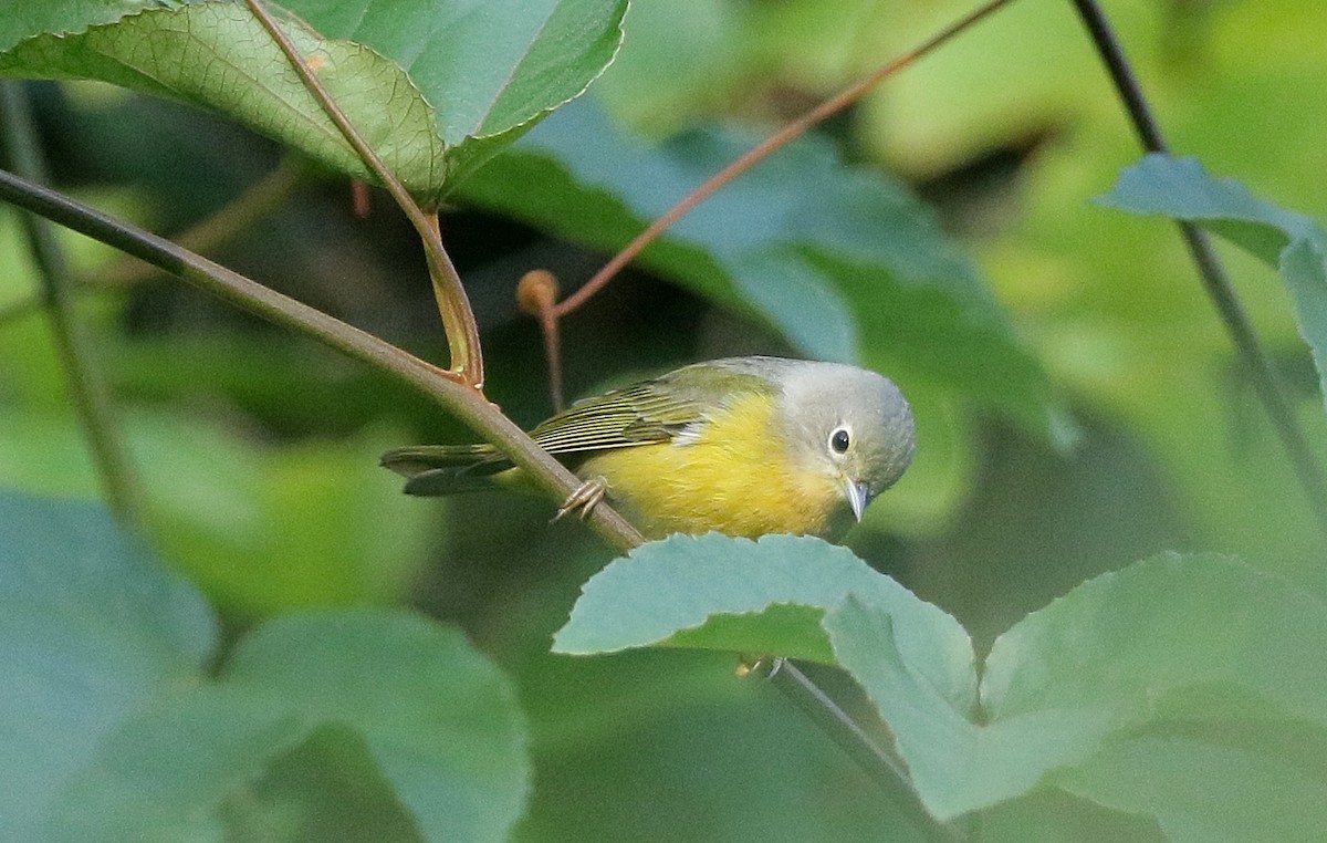 Nashville Warbler - ML182488651