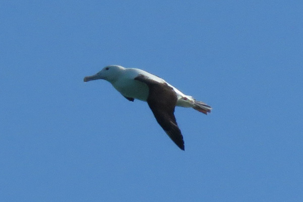 albatros Sanfordův/královský - ML182489921