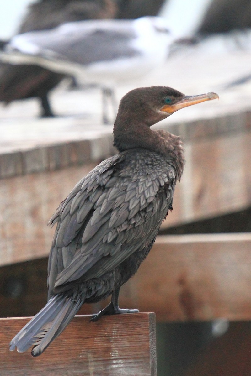 Neotropic Cormorant - ML182489981