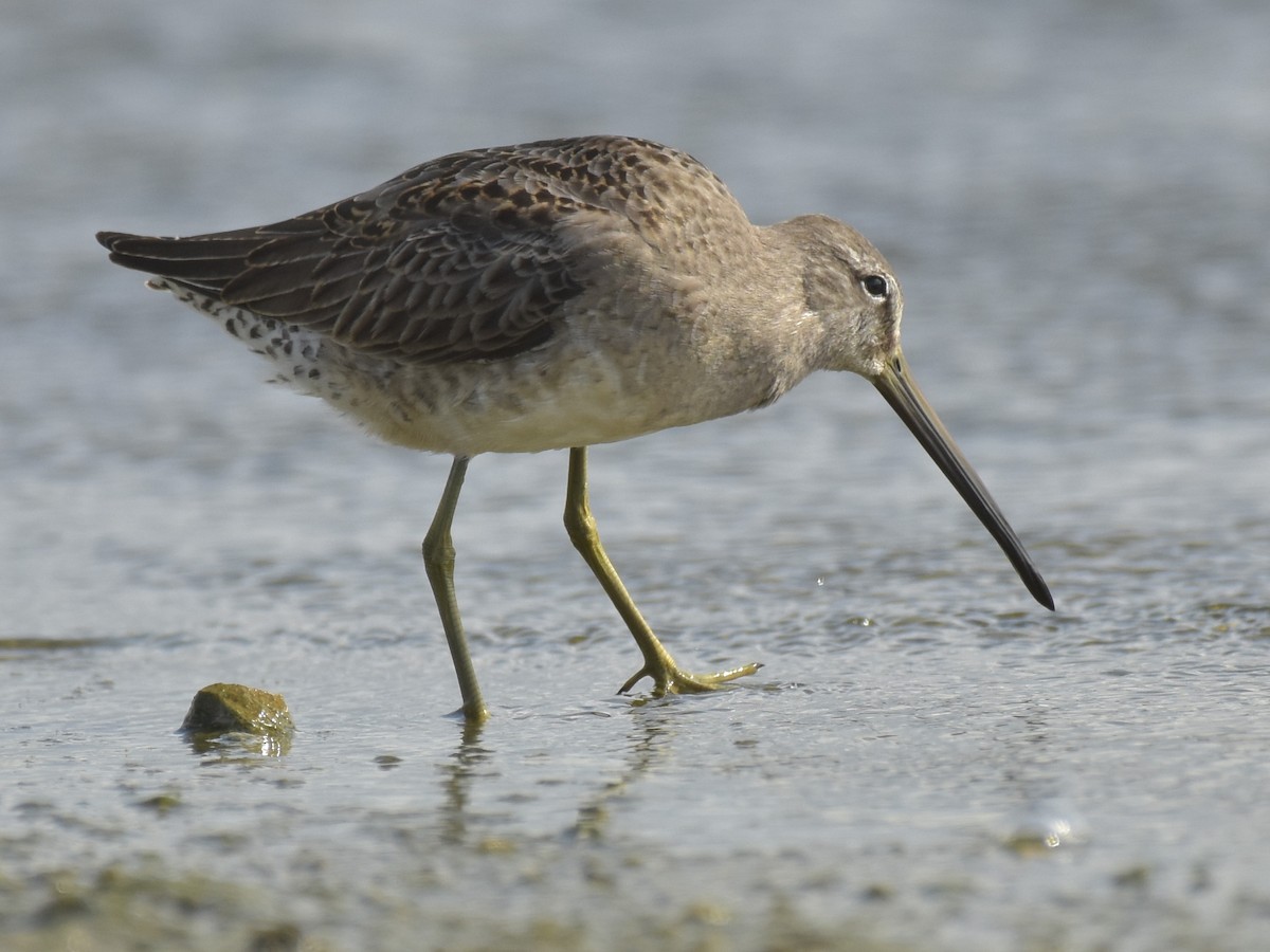 Long-billed Dowitcher - Malcolm Gold
