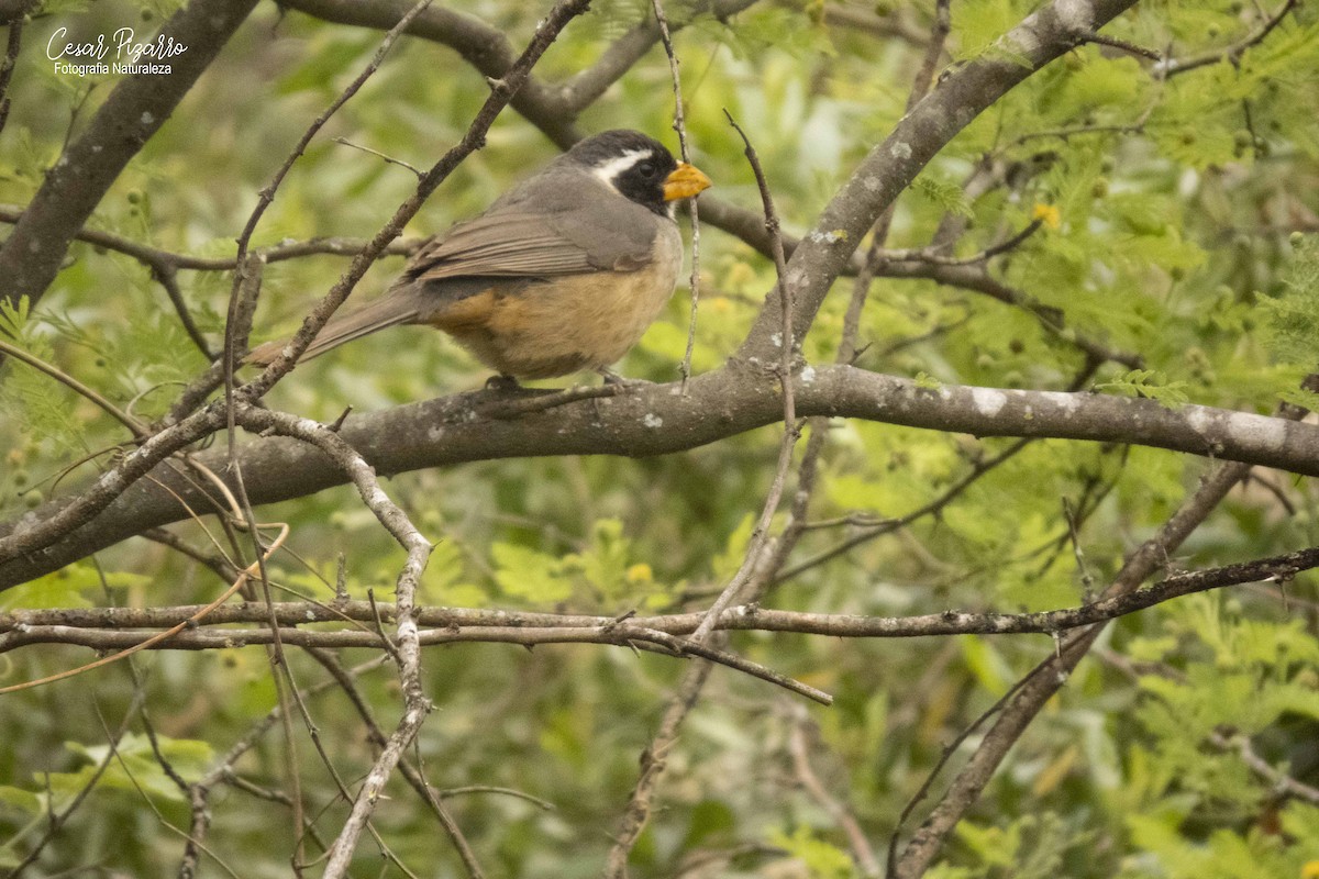 Golden-billed Saltator - ML182491151