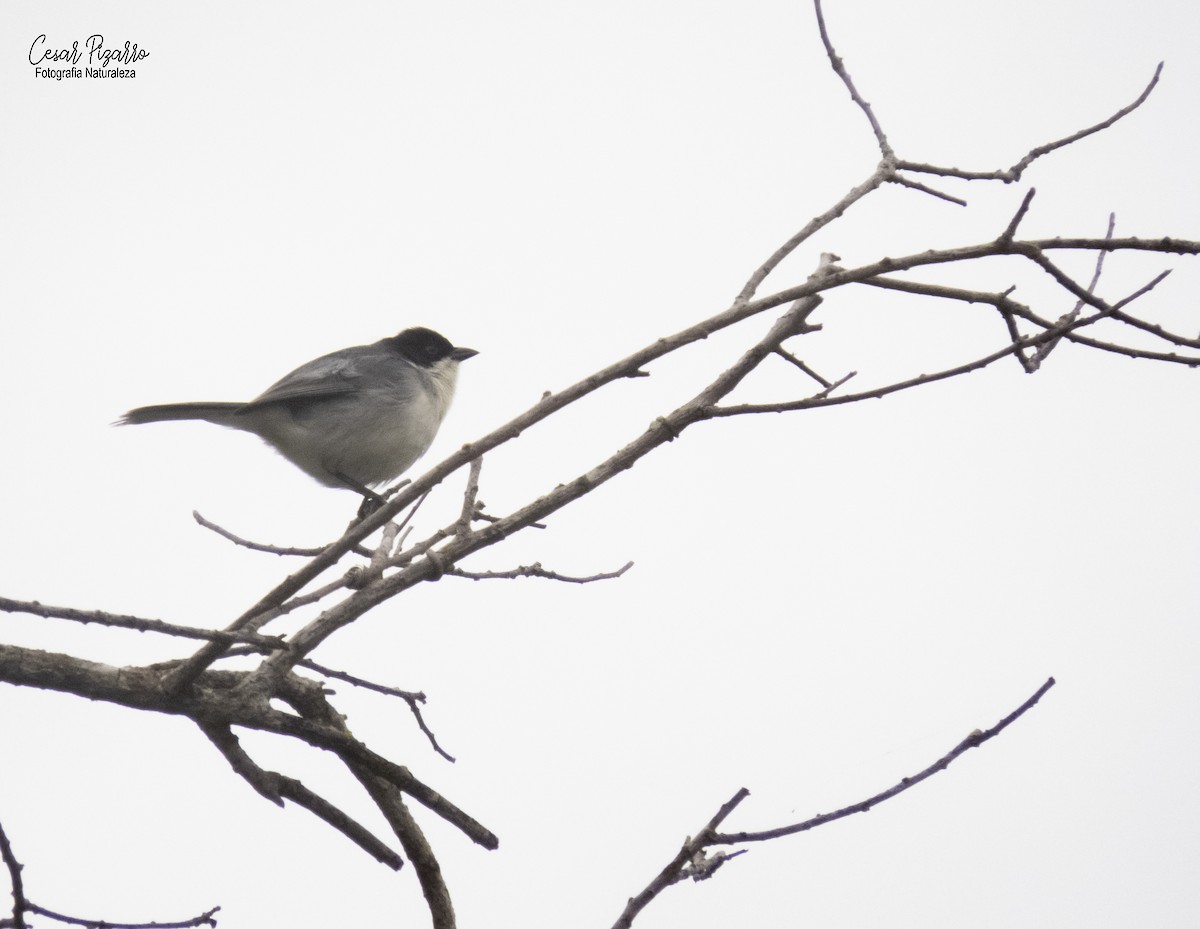 Black-capped Warbling Finch - ML182491491