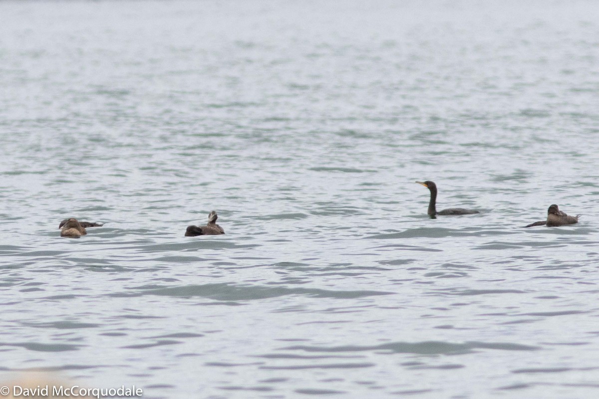 Common Eider - ML182491981