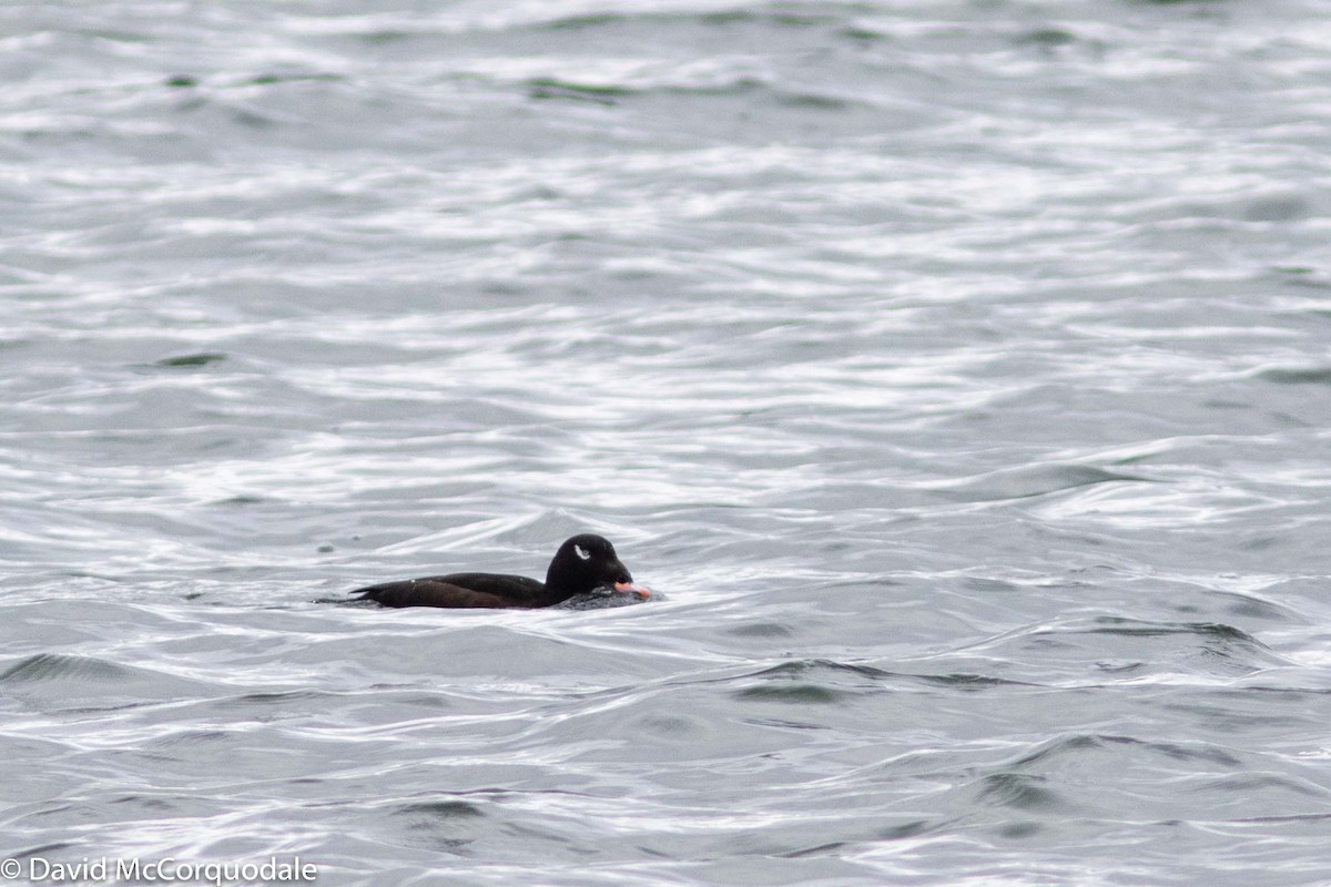 White-winged Scoter - ML182492001