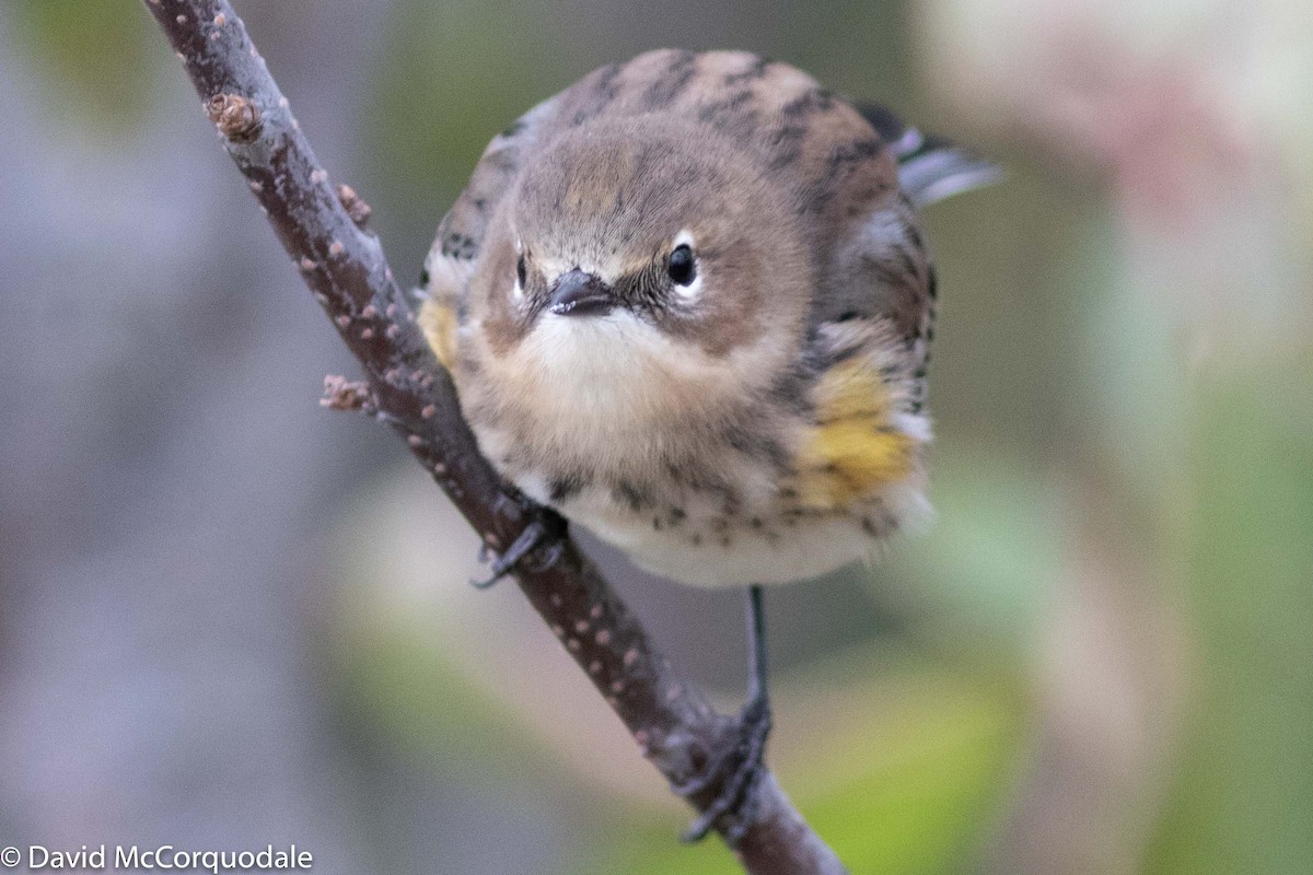 Yellow-rumped Warbler (Myrtle) - ML182492571