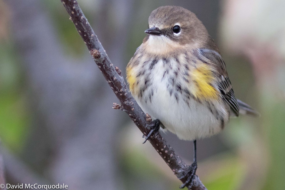 Yellow-rumped Warbler (Myrtle) - ML182492581