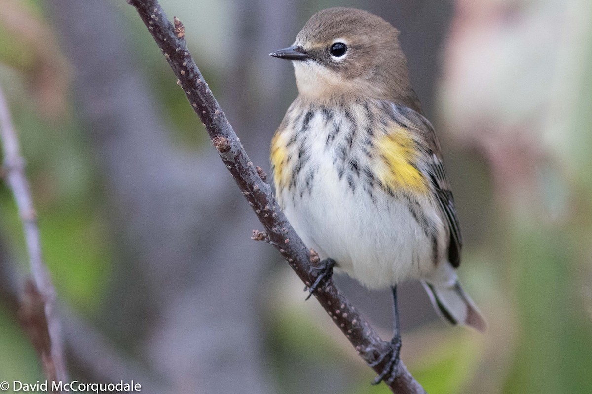 Yellow-rumped Warbler (Myrtle) - ML182492601