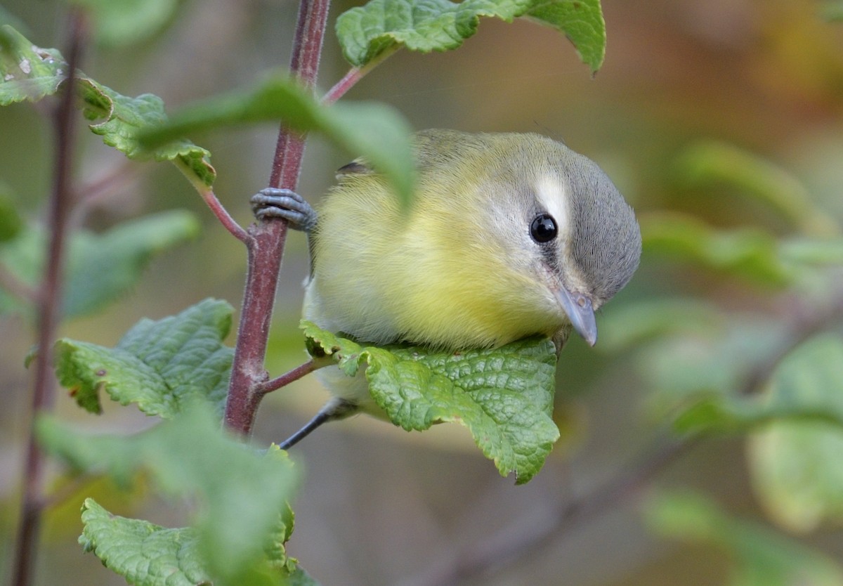 Vireo de Filadelfia - ML182493621