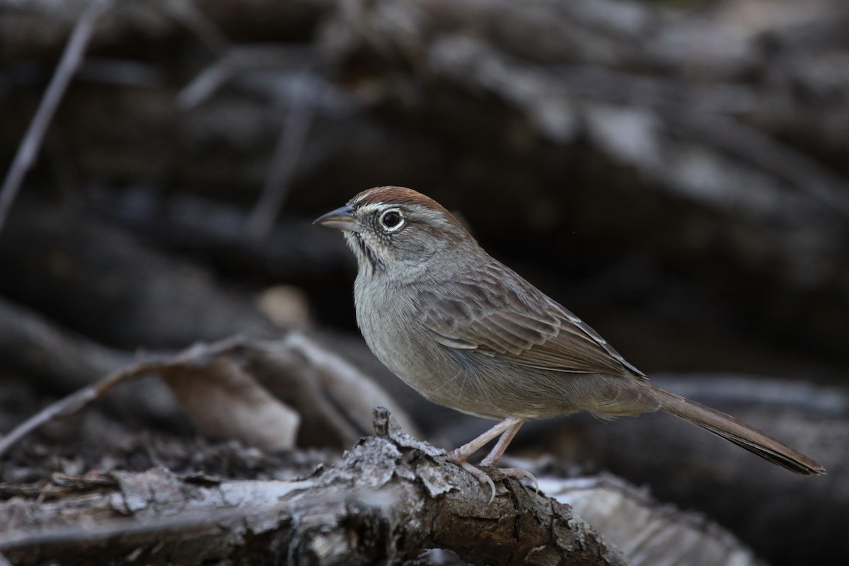 Rufous-crowned Sparrow - ML182495611