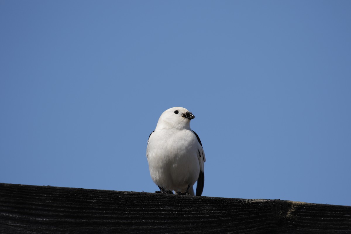 Snow Bunting - ML182496241