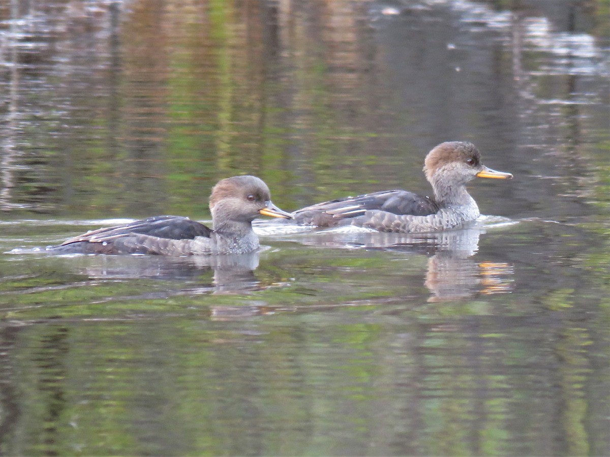 Hooded Merganser - Aaron Souder