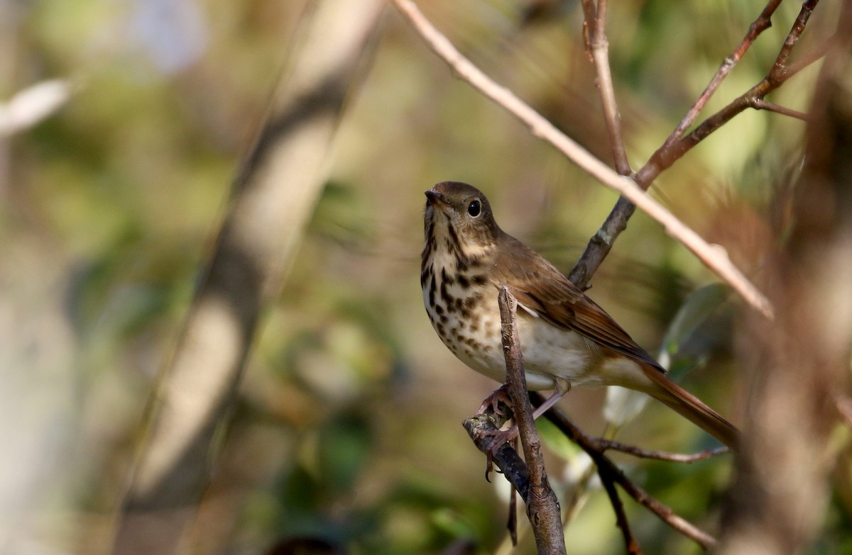 Hermit Thrush (faxoni/crymophilus) - ML182496951